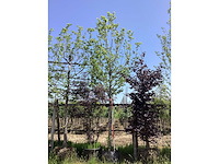 Haagbeuk - laanboom - afbeelding 2 van  2