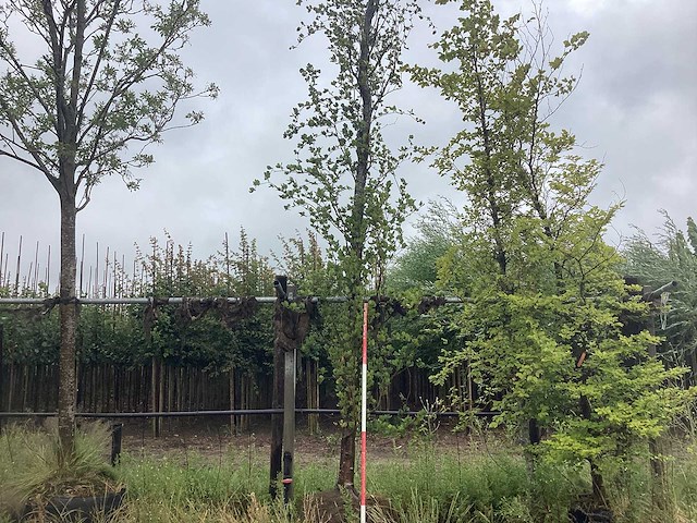 Haagbeuk - laanboom - afbeelding 1 van  2