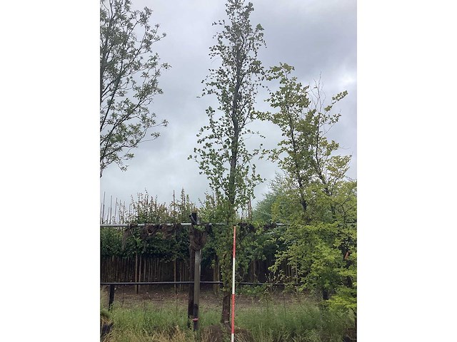 Haagbeuk - laanboom - afbeelding 2 van  2