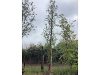 Haagbeuk - laanboom - afbeelding 2 van  2