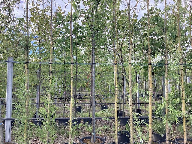 Haagbeuk - laanboom - afbeelding 1 van  3