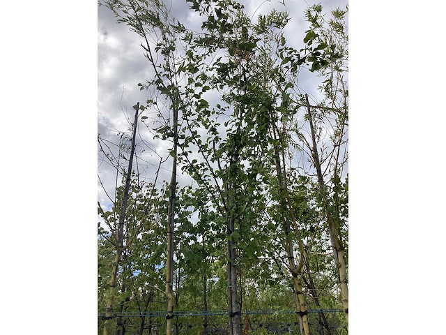 Haagbeuk - laanboom - afbeelding 2 van  3