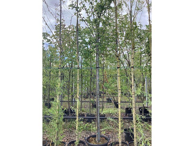 Haagbeuk - laanboom - afbeelding 3 van  3