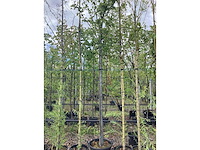 Haagbeuk - laanboom - afbeelding 3 van  3