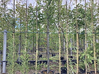 Haagbeuk - laanboom - afbeelding 1 van  3