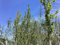Haagbeuk - laanboom - afbeelding 1 van  2