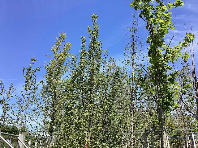 Haagbeuk - laanboom - afbeelding 2 van  2