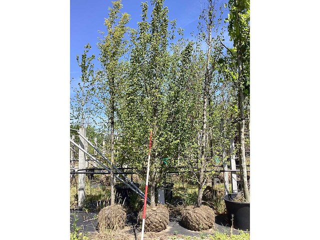 Haagbeuk - laanboom - afbeelding 1 van  2