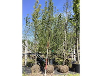 Haagbeuk - laanboom - afbeelding 1 van  2