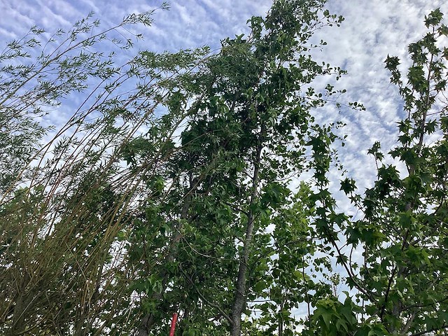 Haagbeuk - laanboom - afbeelding 1 van  1