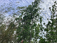 Haagbeuk - laanboom - afbeelding 1 van  1