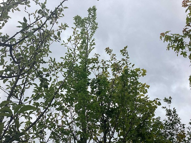 Haagbeuk - laanboom - afbeelding 1 van  2