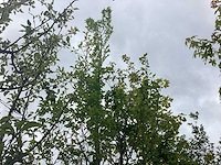 Haagbeuk - laanboom - afbeelding 1 van  2