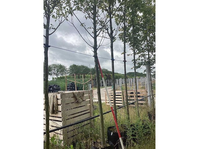 Haagbeuk - laanboom - afbeelding 2 van  2