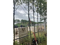 Haagbeuk - laanboom - afbeelding 2 van  2