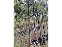 Haagbeuk - laanboom - afbeelding 2 van  2