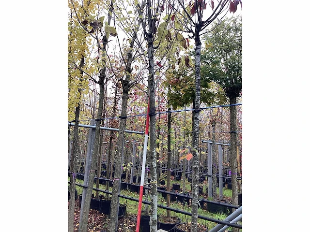 Haagbeuk - laanboom - afbeelding 1 van  1