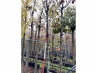 Haagbeuk - laanboom