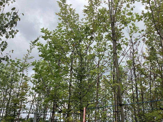 Haagbeuk - laanboom - afbeelding 2 van  2