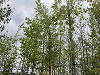 Haagbeuk - laanboom