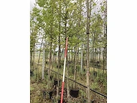 Haagbeuk - laanboom - afbeelding 1 van  2