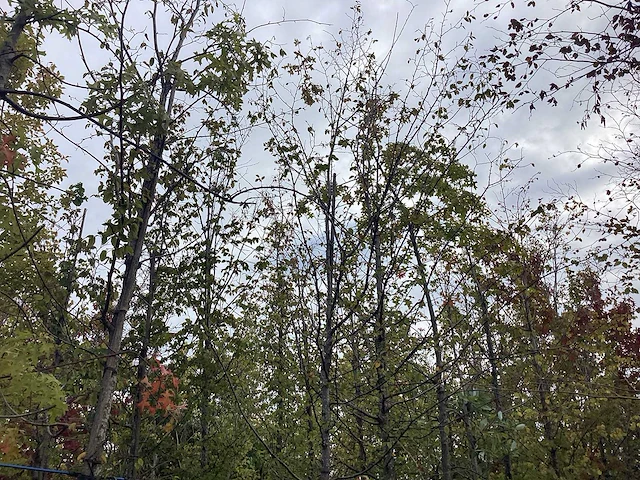 Haagbeuk - laanboom - afbeelding 1 van  3