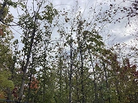 Haagbeuk - laanboom