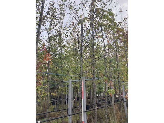 Haagbeuk - laanboom - afbeelding 1 van  3