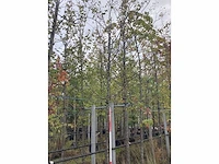 Haagbeuk - laanboom - afbeelding 2 van  3