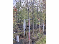 Haagbeuk - laanboom - afbeelding 3 van  3