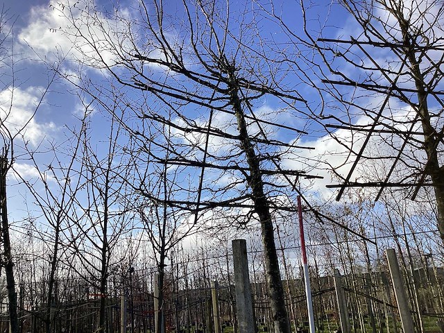 Haagbeuk - leibomen - afbeelding 1 van  2