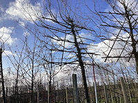 Haagbeuk - leibomen - afbeelding 1 van  2