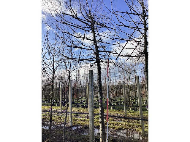 Haagbeuk - leibomen - afbeelding 2 van  2