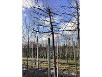 Haagbeuk - leibomen - afbeelding 2 van  2