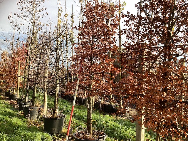 Haagbeuk - leiboom (2x) - afbeelding 1 van  3