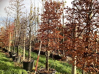 Haagbeuk - leiboom (2x) - afbeelding 1 van  3