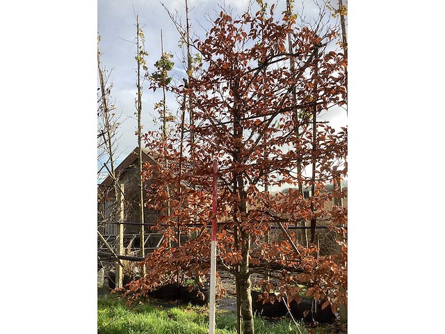 Haagbeuk - leiboom (2x) - afbeelding 2 van  3