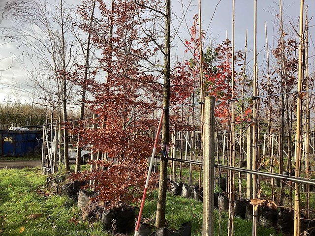 Haagbeuk - leiboom (2x) - afbeelding 3 van  3