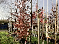 Haagbeuk - leiboom (2x) - afbeelding 3 van  3