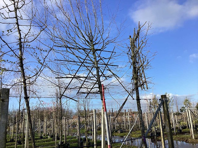 Haagbeuk - leiboom (2x) - afbeelding 1 van  2