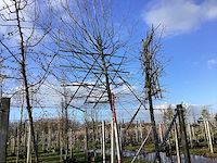 Haagbeuk - leiboom (2x) - afbeelding 1 van  2