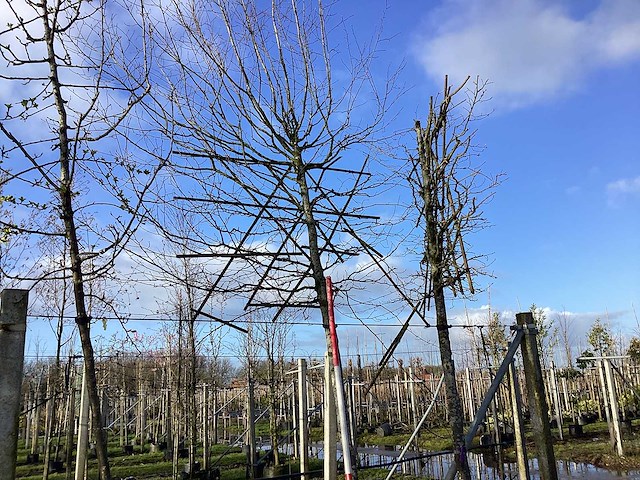 Haagbeuk - leiboom (2x) - afbeelding 2 van  2