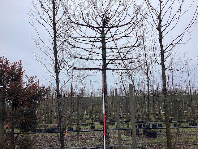 Haagbeuk - leiboom - afbeelding 1 van  4