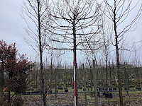 Haagbeuk - leiboom - afbeelding 1 van  4