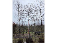 Haagbeuk - leiboom - afbeelding 2 van  4