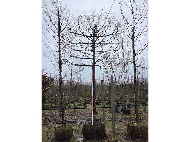Haagbeuk - leiboom - afbeelding 4 van  4