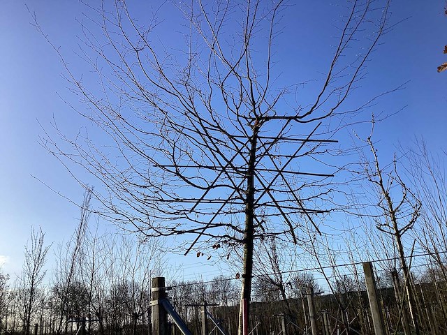 Haagbeuk - leiboom - afbeelding 1 van  2