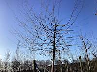 Haagbeuk - leiboom - afbeelding 1 van  2