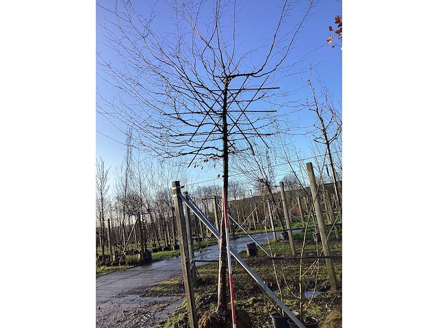 Haagbeuk - leiboom - afbeelding 2 van  2