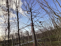 Haagbeuk - leiboom - afbeelding 1 van  2